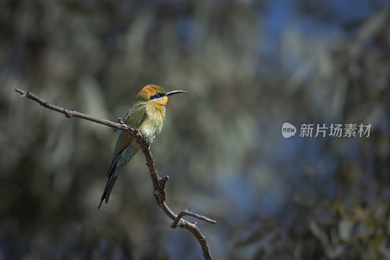 彩虹食蜂鸟(Merops ornatus)